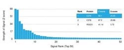 E2F6 Mouse anti-Human, Clone: PCRP-E2F6-1F8, Novus Biologicals:Antibodies:Primary